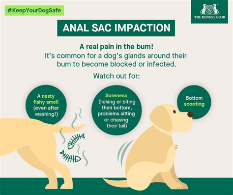 dogs anal glands leaking|4 Dog Anal Gland Issues: Impaction, Infection,。